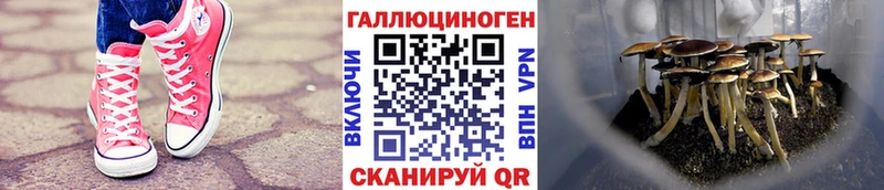 Галлюциногенные грибы Psilocybe  Колпашево 